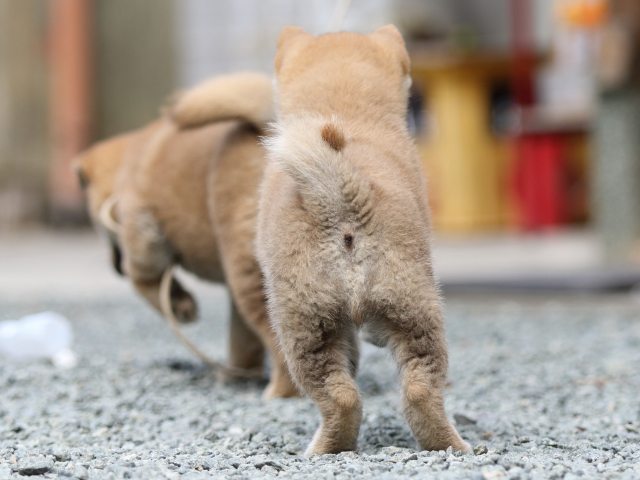 FP5A5984-puupy-shibainu FP5A5984-puupy-shibainu