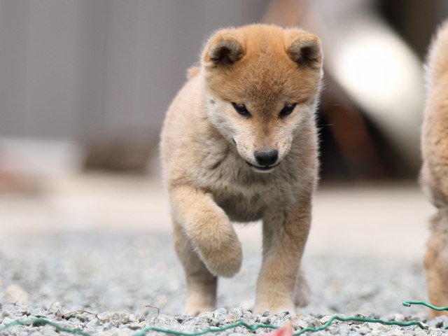 FP5A5993-puupy-shibainu FP5A5993-puupy-shibainu