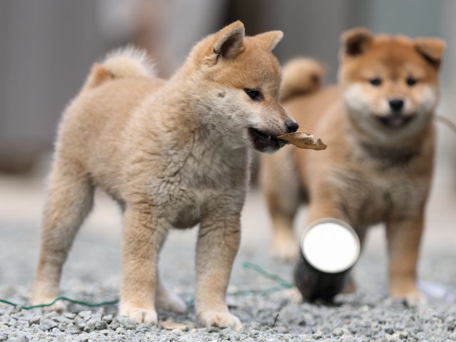 FP5A5998-puupy-shibainu FP5A5998-puupy-shibainu