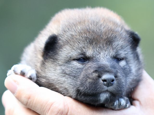 FP5A6094-puupy-shibainu FP5A6094-puupy-shibainu