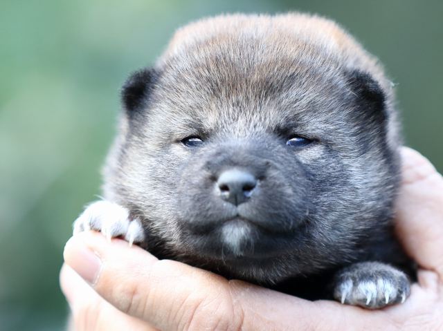 FP5A6099-puupy-shibainu FP5A6099-puupy-shibainu