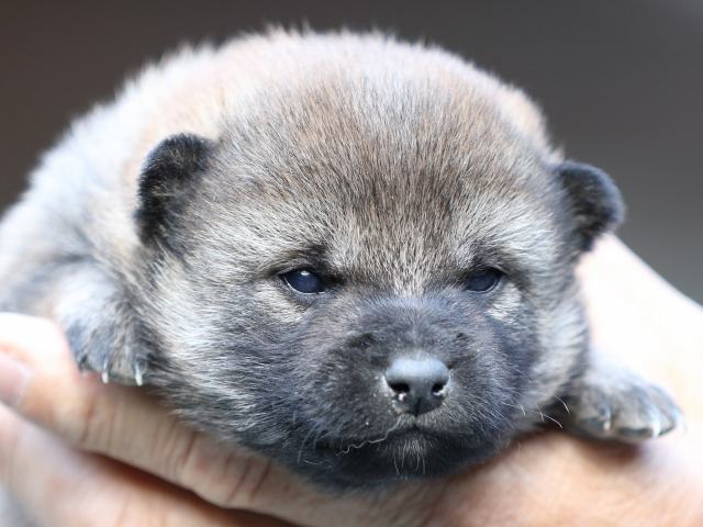 FP5A6110-puupy-shibainu FP5A6110-puupy-shibainu