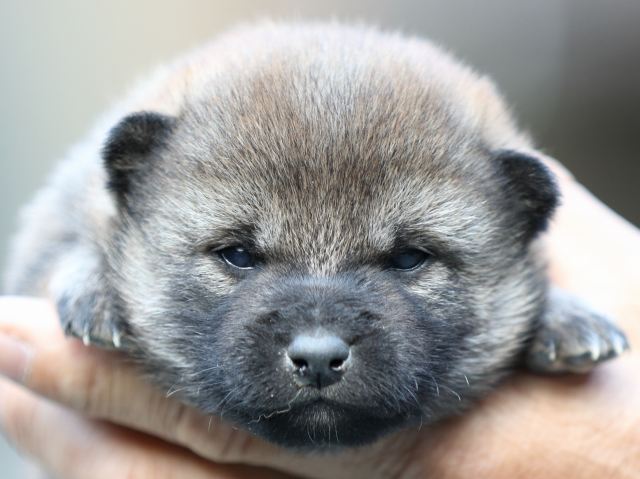 FP5A6114-puupy-shibainu FP5A6114-puupy-shibainu