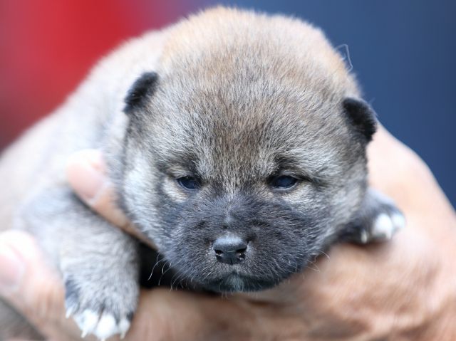 FP5A6121-puupy-shibainu FP5A6121-puupy-shibainu