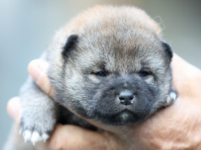 FP5A6123-puupy-shibainu FP5A6123-puupy-shibainu
