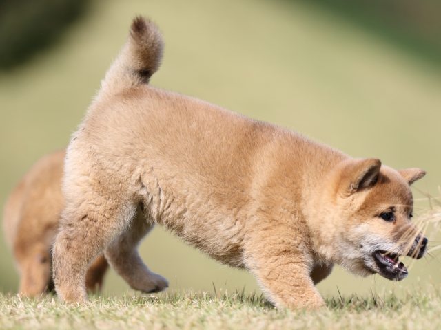 FP5A6214-puupy-shibainu FP5A6214-puupy-shibainu