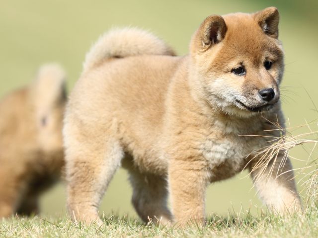 FP5A6217-puupy-shibainu FP5A6217-puupy-shibainu