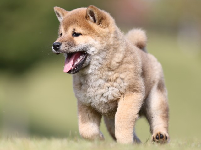 FP5A6351-puupy-shibainu FP5A6351-puupy-shibainu
