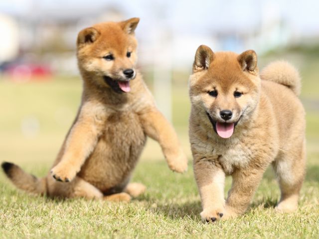 FP5A6381-puupy-shibainu FP5A6381-puupy-shibainu