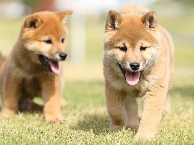 FP5A6383-puupy-shibainu FP5A6383-puupy-shibainu