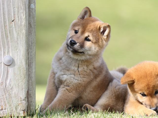 FP5A6421-puupy-shibainu FP5A6421-puupy-shibainu