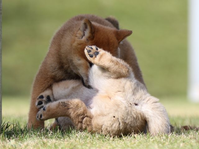FP5A6436-puupy-shibainu FP5A6436-puupy-shibainu