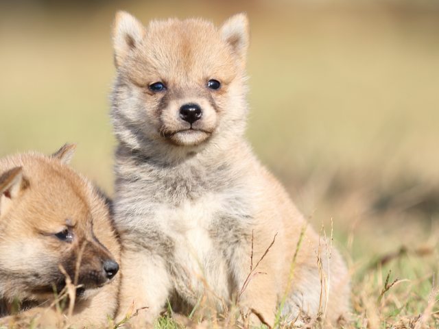 FP5A6473-puupy-shibainu FP5A6473-puupy-shibainu