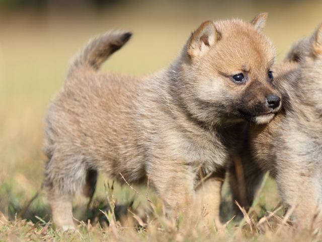 FP5A6621-puupy-shibainu FP5A6621-puupy-shibainu