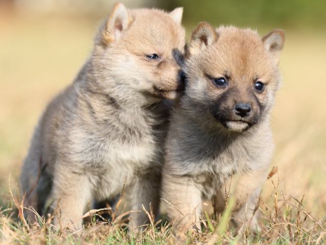FP5A6636-puupy-shibainu FP5A6636-puupy-shibainu