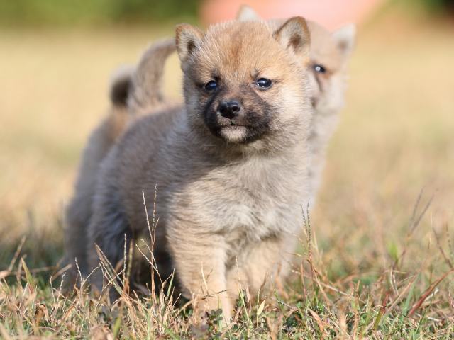 FP5A6656-puupy-shibainu FP5A6656-puupy-shibainu