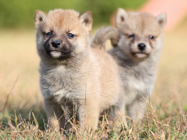 FP5A6661-puupy-shibainu FP5A6661-puupy-shibainu