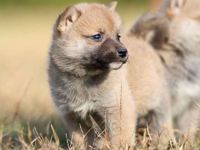FP5A6672-puupy-shibainu FP5A6672-puupy-shibainu
