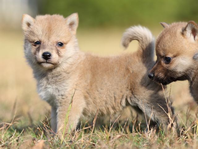FP5A6687-puupy-shibainu FP5A6687-puupy-shibainu