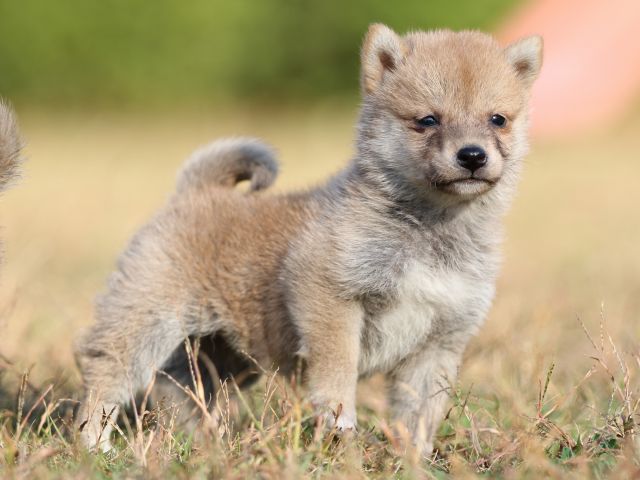 FP5A6694-puupy-shibainu FP5A6694-puupy-shibainu