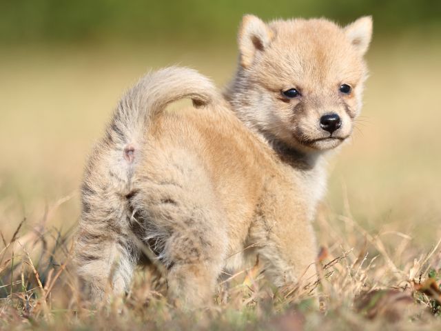 FP5A6709-puupy-shibainu FP5A6709-puupy-shibainu