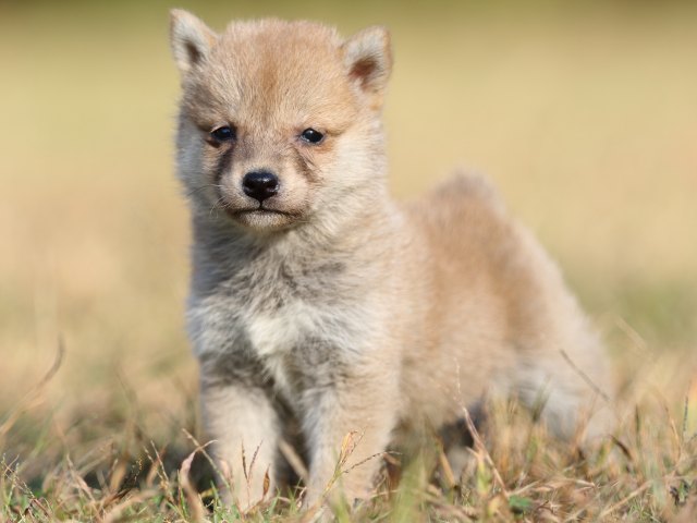 FP5A6725-puupy-shibainu FP5A6725-puupy-shibainu
