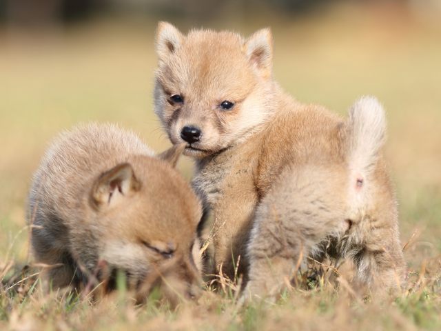FP5A6756-puupy-shibainu FP5A6756-puupy-shibainu