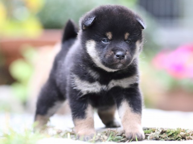 FP5A7342-puupy1-shibainu FP5A7342-puupy1-shibainu