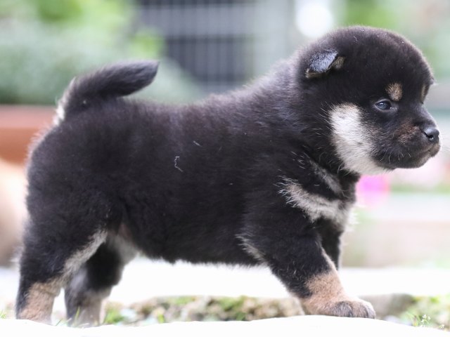 FP5A7357-puupy1-shibainu FP5A7357-puupy1-shibainu