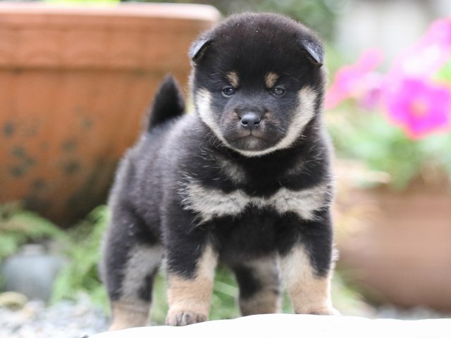 FP5A7417-puupy1-shibainu FP5A7417-puupy1-shibainu