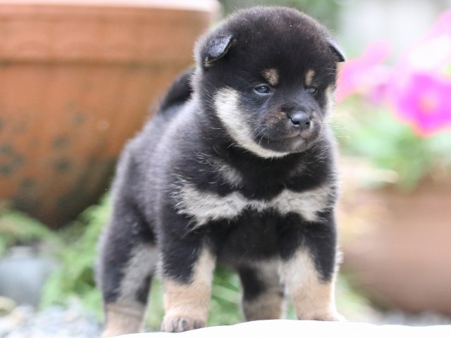 FP5A7421-puupy1-shibainu FP5A7421-puupy1-shibainu