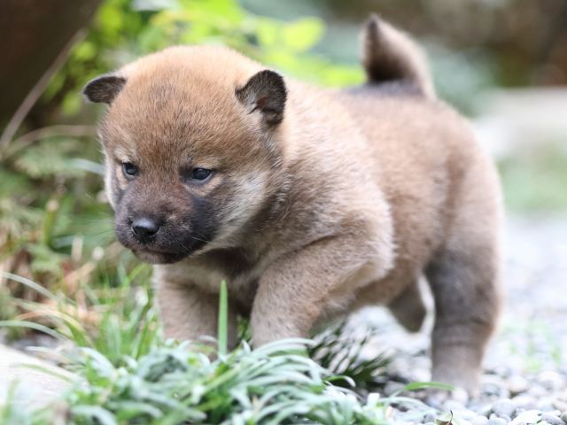 FP5A7447-puupy1-shibainu FP5A7447-puupy1-shibainu