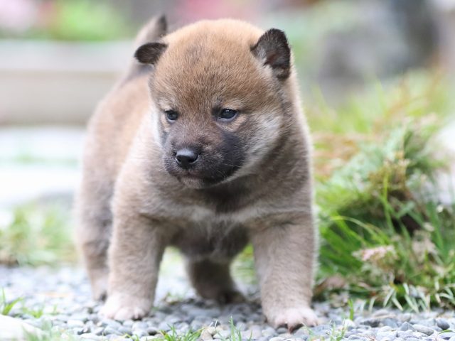 FP5A7546-puupy1-shibainu FP5A7546-puupy1-shibainu