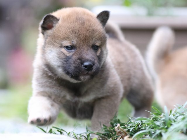 FP5A7555-puupy1-shibainu FP5A7555-puupy1-shibainu