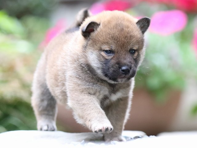 FP5A7570-puupy1-shibainu FP5A7570-puupy1-shibainu