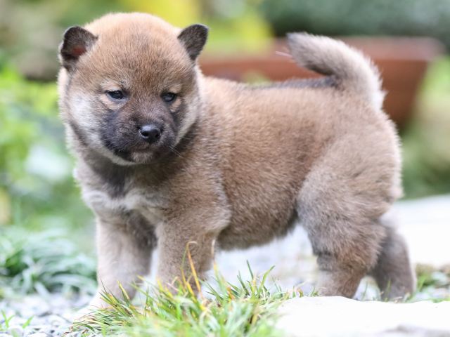 FP5A7591-puupy1-shibainu FP5A7591-puupy1-shibainu