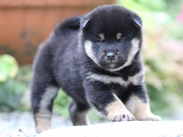 FP5A7600-puupy1-shibainu FP5A7600-puupy1-shibainu