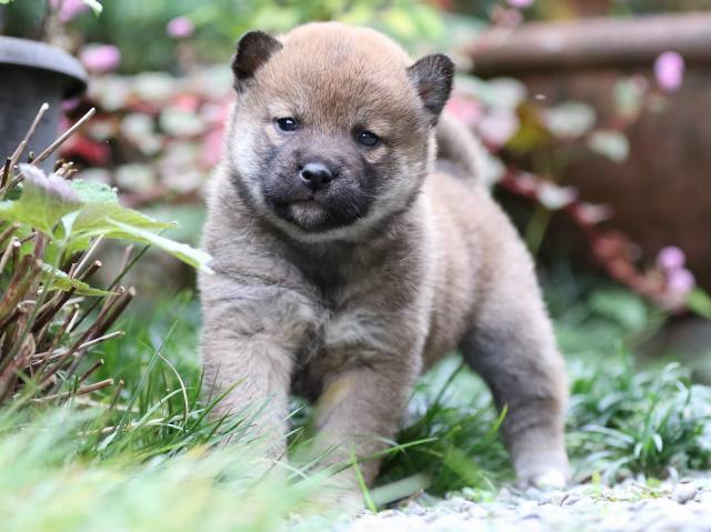 FP5A7605-puupy1-shibainu FP5A7605-puupy1-shibainu