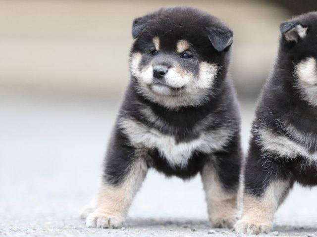 FP5A7737-puupy1-shibainu FP5A7737-puupy1-shibainu
