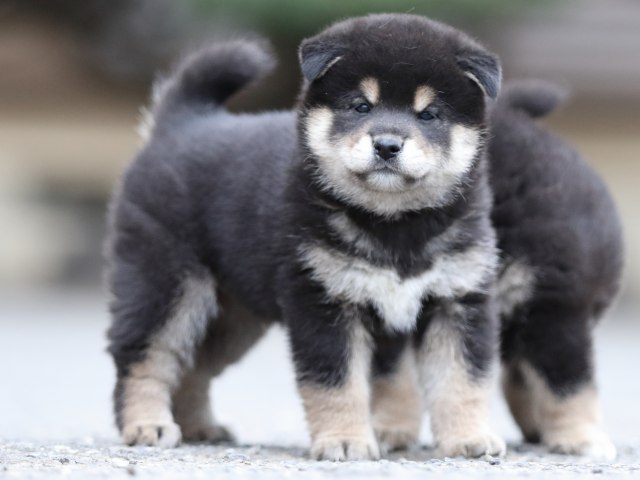 FP5A7763-puupy1-shibainu FP5A7763-puupy1-shibainu