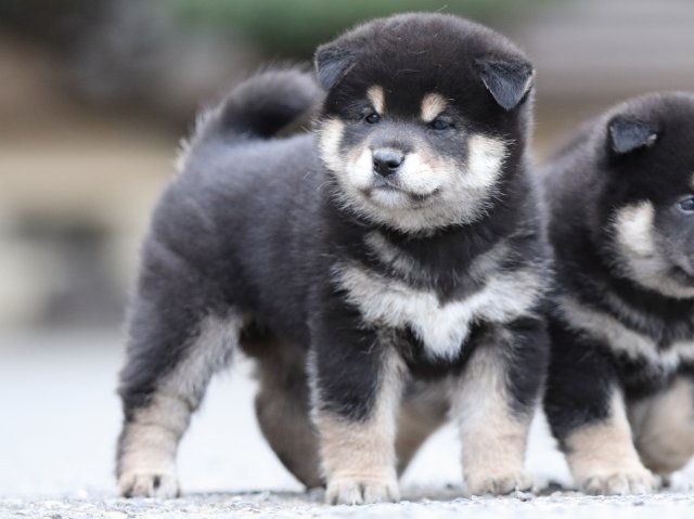 FP5A7767-puupy1-shibainu FP5A7767-puupy1-shibainu