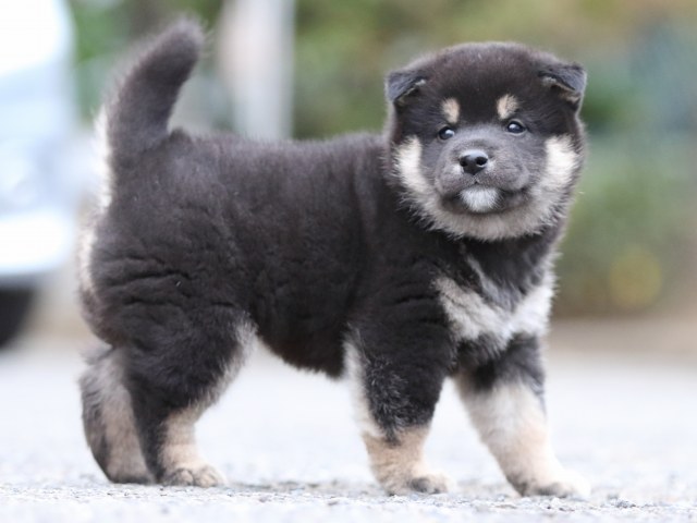 FP5A7789-puupy1-shibainu FP5A7789-puupy1-shibainu