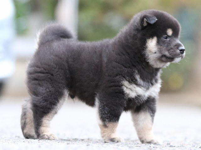 FP5A7794-puupy1-shibainu FP5A7794-puupy1-shibainu