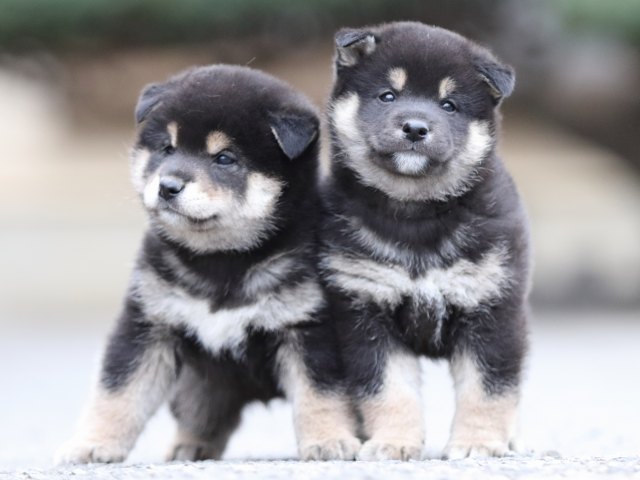 FP5A7808-puupy1-shibainu FP5A7808-puupy1-shibainu