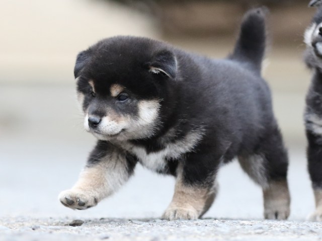 FP5A7815-puupy1-shibainu FP5A7815-puupy1-shibainu