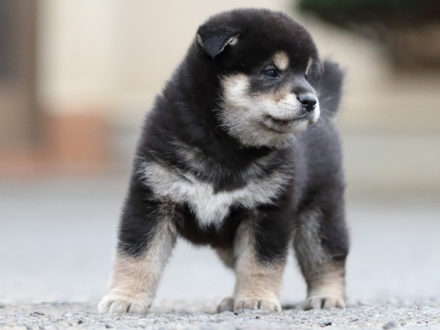 FP5A7824-puupy1-shibainu FP5A7824-puupy1-shibainu