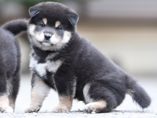 FP5A7829-puupy1-shibainu FP5A7829-puupy1-shibainu
