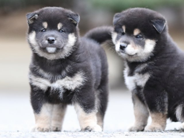 FP5A7833-puupy1-shibainu FP5A7833-puupy1-shibainu