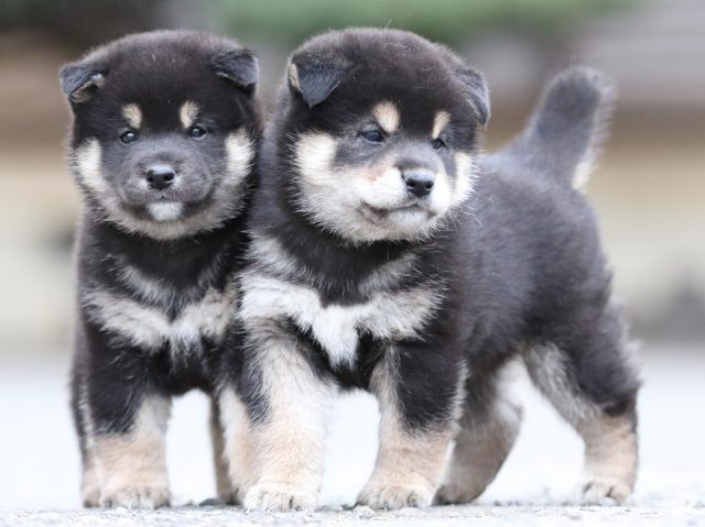 FP5A7838-puupy1-shibainu FP5A7838-puupy1-shibainu