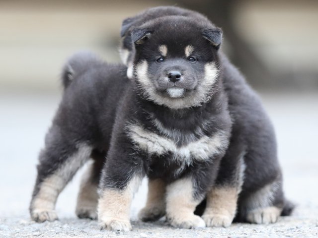 FP5A7857-puupy1-shibainu FP5A7857-puupy1-shibainu
